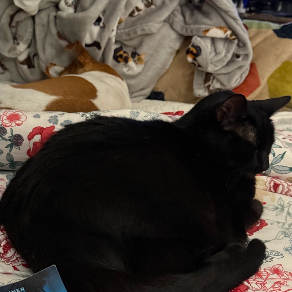 Multiples Black Cat-Themed Accessory